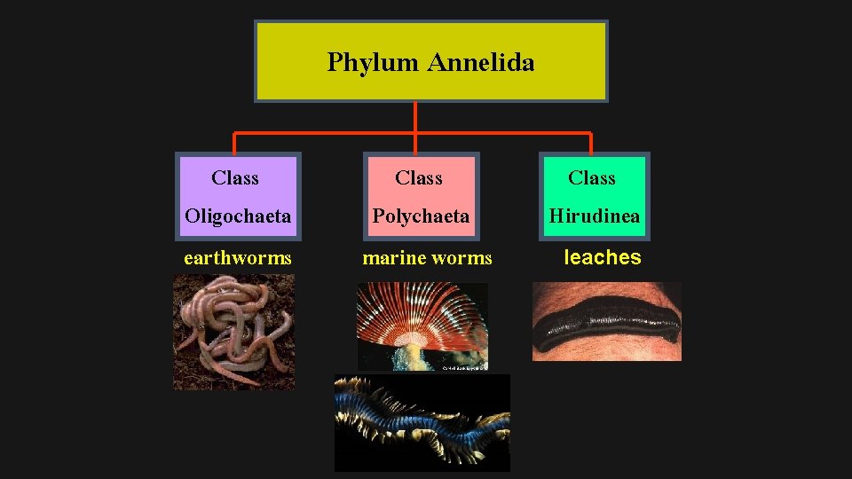 Phylum Annelida Class Oligochaeta earthworms Class Polychaeta marine worms Class Hirudinea leaches 