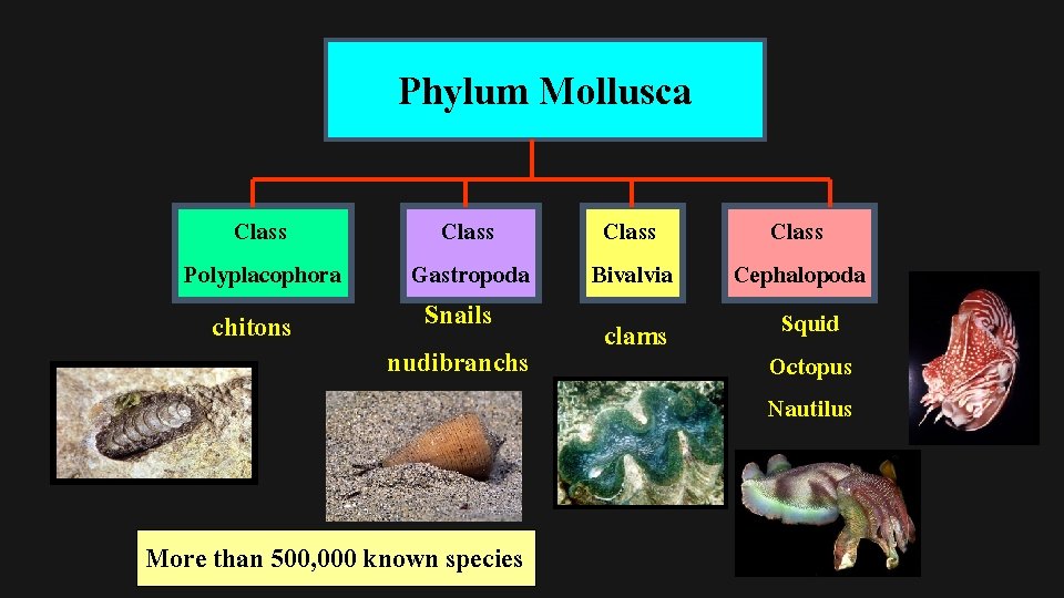 Phylum Mollusca Class Polyplacophora chitons Class Gastropoda Snails nudibranchs More than 500, 000 known