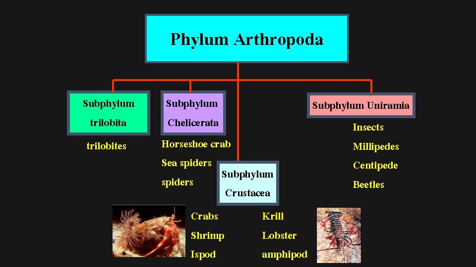 Phylum Arthropoda Subphylum trilobita trilobites Subphylum Uniramia Chelicerata Insects Horseshoe crab Millipedes Sea spiders