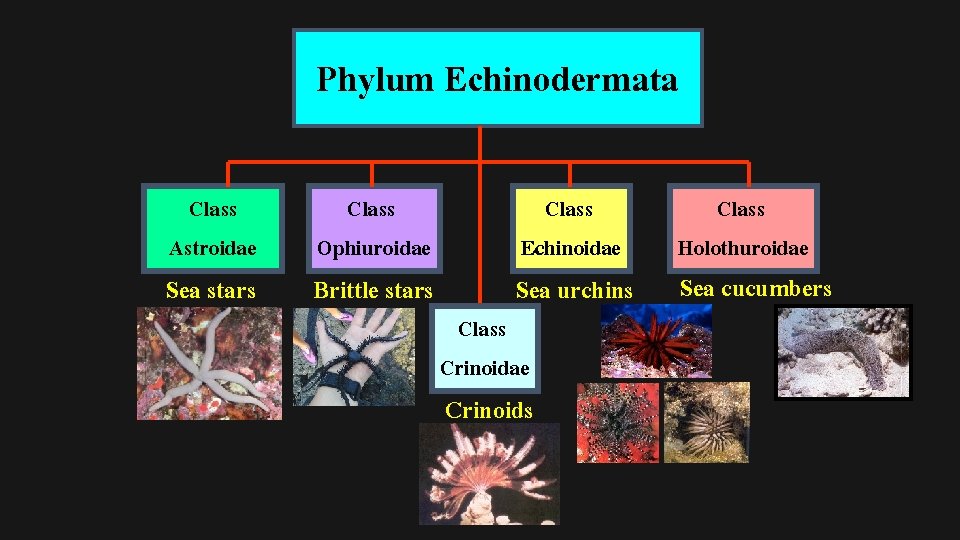 Phylum Echinodermata Class Astroidae Sea stars Class Ophiuroidae Brittle stars Class Echinoidae Sea urchins