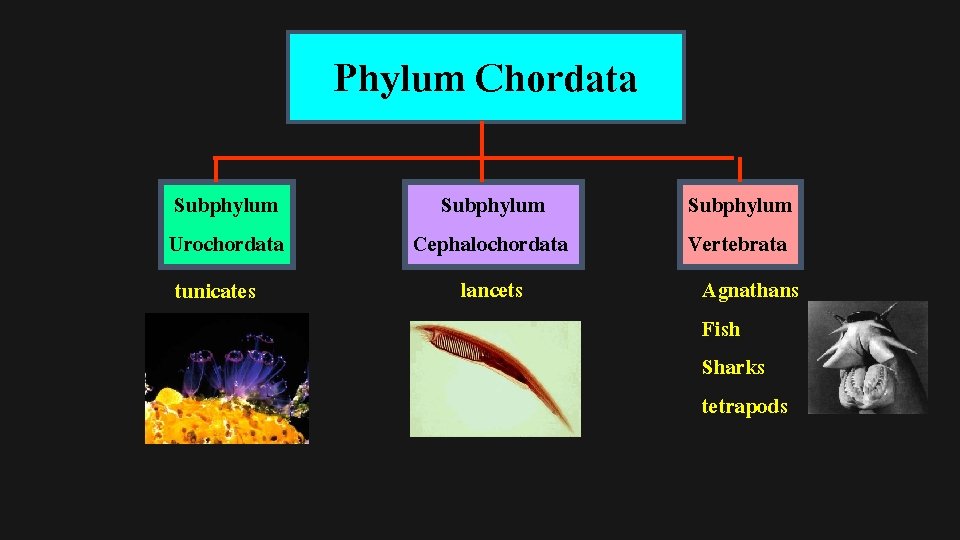 Phylum Chordata Subphylum Urochordata tunicates Subphylum Cephalochordata lancets Subphylum Vertebrata Agnathans Fish Sharks tetrapods