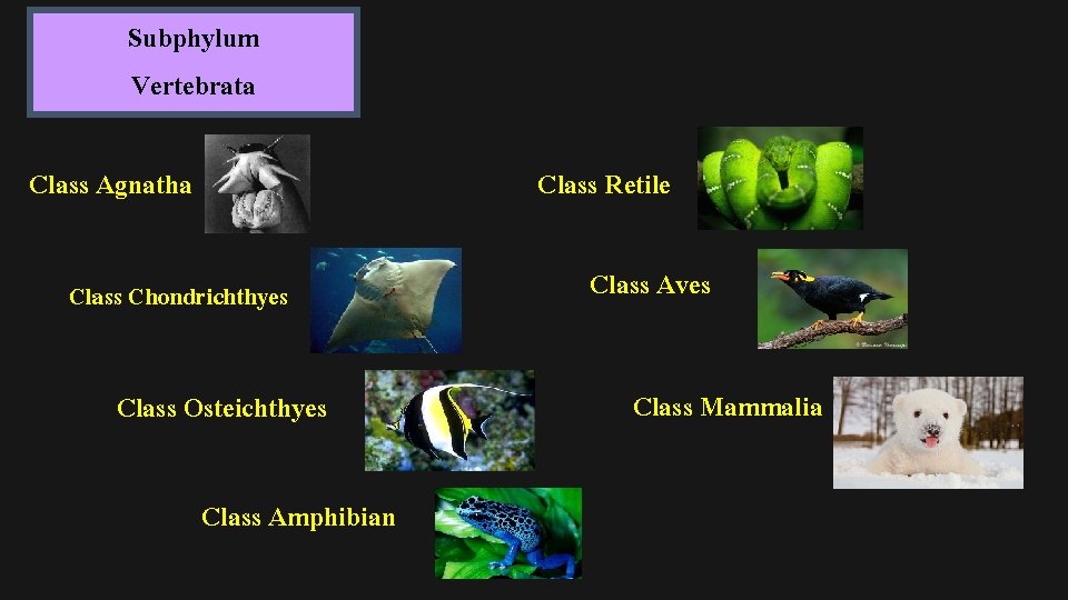 Subphylum Vertebrata Class Agnatha Class Retile Class Chondrichthyes Class Osteichthyes Class Amphibian Class Aves
