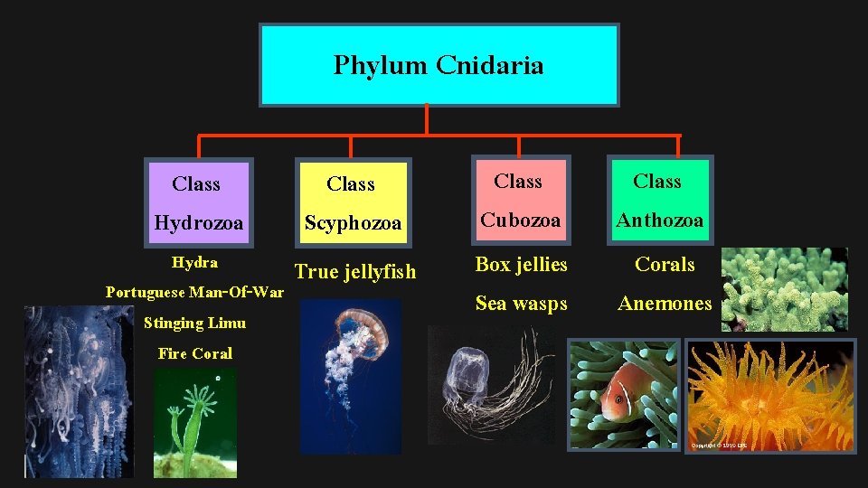 Phylum Cnidaria Class Hydrozoa Hydra Portuguese Man-Of-War Stinging Limu Fire Coral Class Scyphozoa True