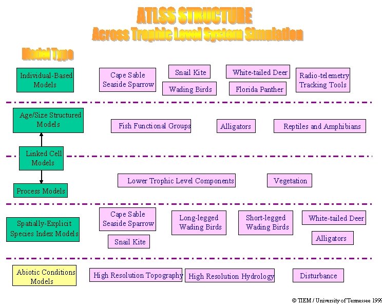 Individual-Based Models Age/Size Structured Models Cape Sable Seaside Sparrow Snail Kite White-tailed Deer Wading