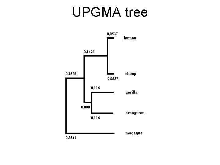 UPGMA tree 