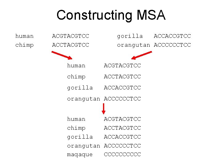 Constructing MSA human chimp ACGTCC ACCTACGTCC gorilla ACCACCGTCC orangutan ACCCCCCTCC human ACGTCC chimp ACCTACGTCC