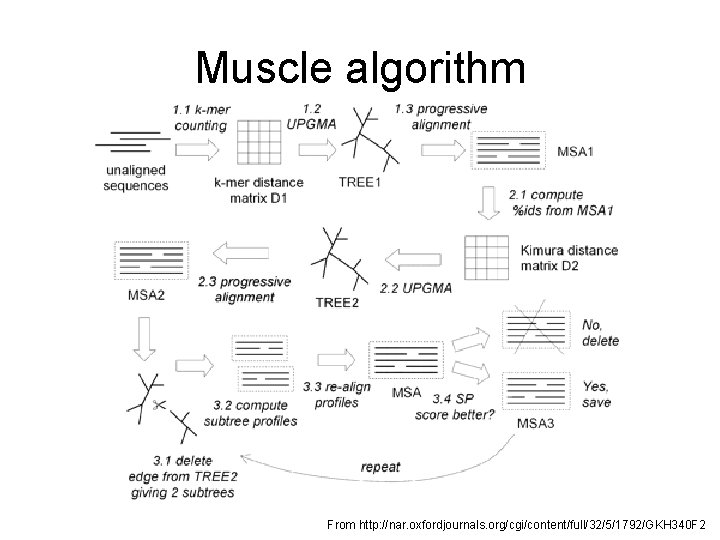 Muscle algorithm From http: //nar. oxfordjournals. org/cgi/content/full/32/5/1792/GKH 340 F 2 