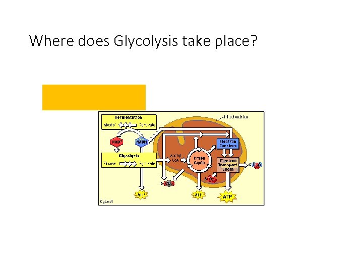 Where does Glycolysis take place? Glycolysis 