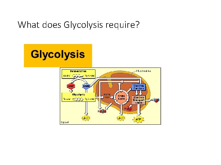 What does Glycolysis require? 