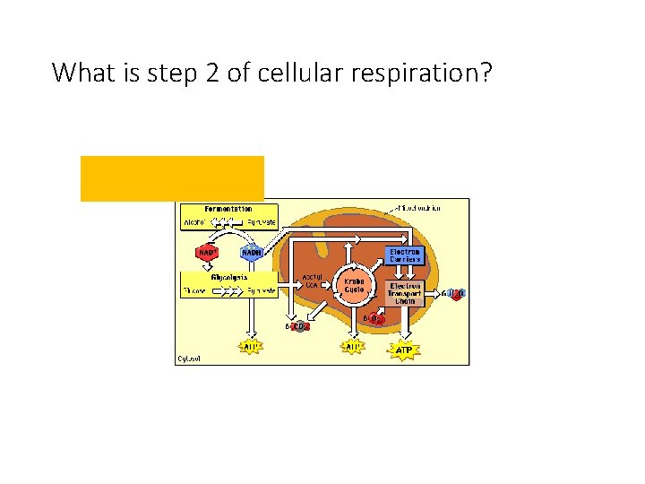 What is step 2 of cellular respiration? Glycolysis 