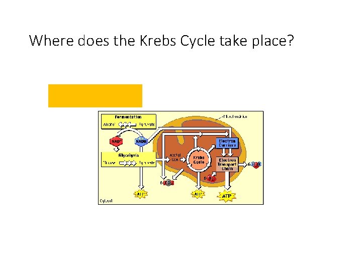 Where does the Krebs Cycle take place? Glycolysis 