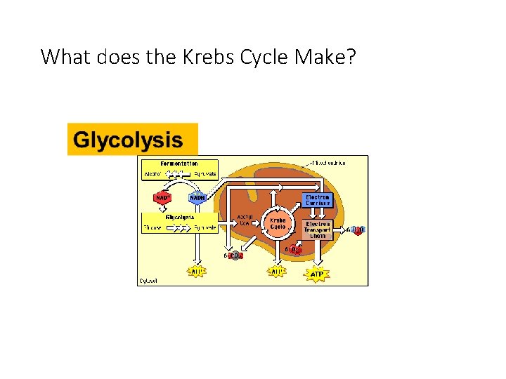 What does the Krebs Cycle Make? 