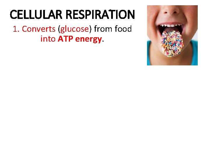 CELLULAR RESPIRATION 1. Converts (glucose) from food into ATP energy. 