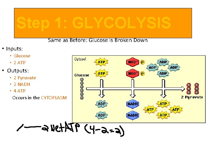 Step 1: GLYCOLYSIS Same as Before: Glucose is Broken Down • Inputs: • Glucose