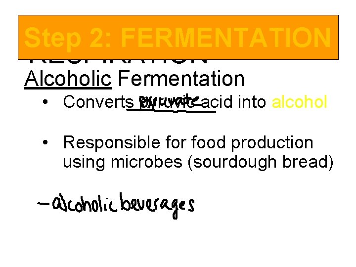 ANAEROBIC Step 2: FERMENTATION RESPIRATION Alcoholic Fermentation • Converts pyruvic acid into alcohol and