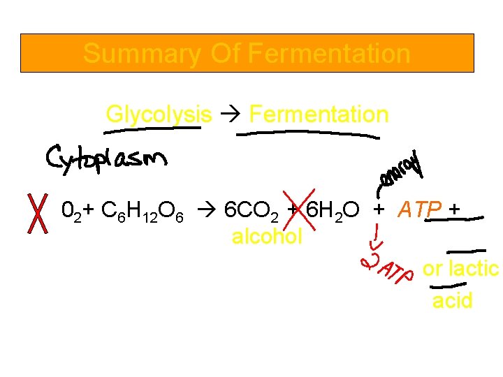 Summary Of Fermentation Glycolysis Fermentation 02+ C 6 H 12 O 6 6 CO