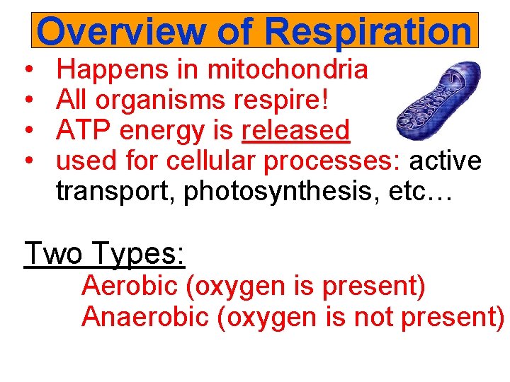  • • Overview of Respiration Happens in mitochondria All organisms respire! ATP energy