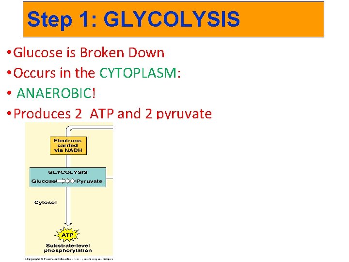 Step 1: GLYCOLYSIS • Glucose is Broken Down • Occurs in the CYTOPLASM: •