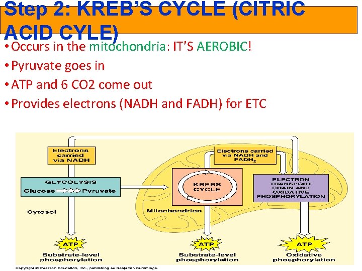 Step 2: KREB’S CYCLE (CITRIC ACID CYLE) • Occurs in the mitochondria: IT’S AEROBIC!