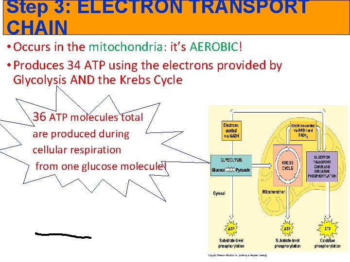 Step 3: ELECTRON TRANSPORT CHAIN • Occurs in the mitochondria: it’s AEROBIC! • Produces