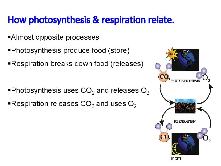 How photosynthesis & respiration relate. §Almost opposite processes §Photosynthesis produce food (store) §Respiration breaks