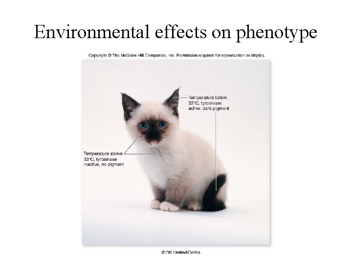 Environmental effects on phenotype 