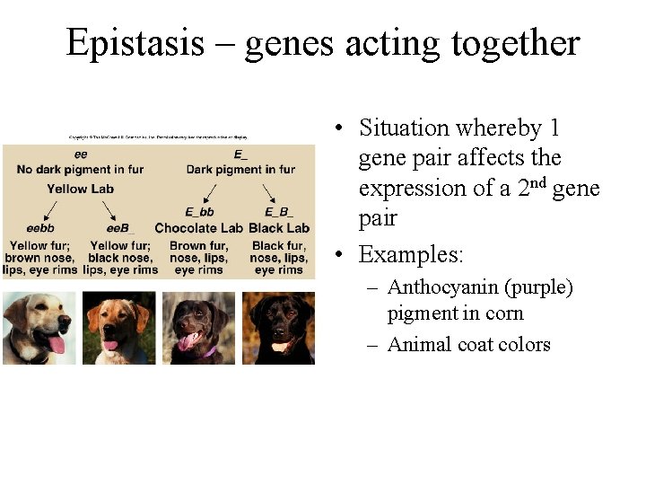 Epistasis – genes acting together • Situation whereby 1 gene pair affects the expression