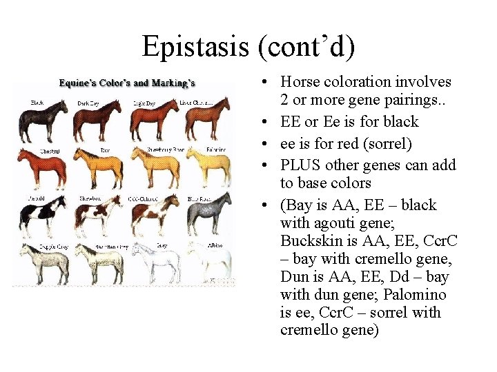 Epistasis (cont’d) • Horse coloration involves 2 or more gene pairings. . • EE