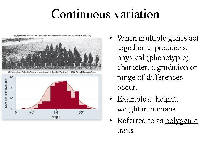 Continuous variation • When multiple genes act together to produce a physical (phenotypic) character,