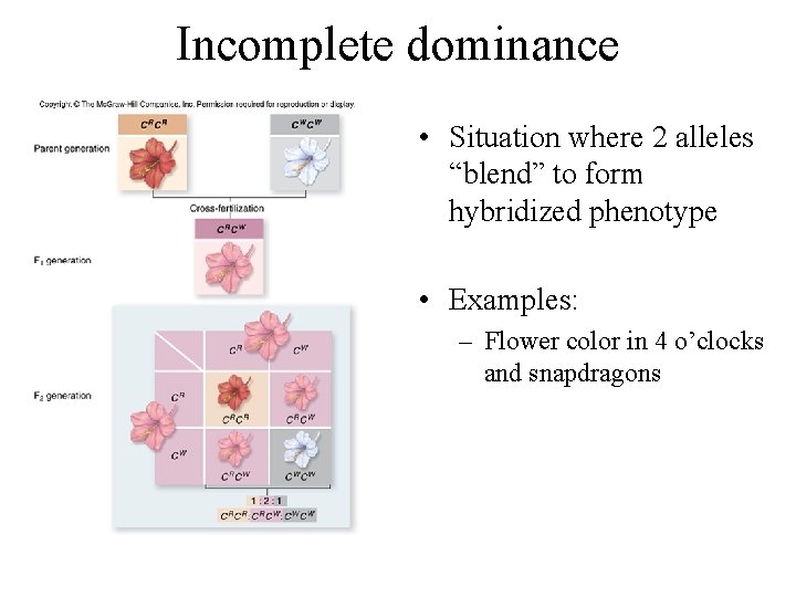 Incomplete dominance • Situation where 2 alleles “blend” to form hybridized phenotype • Examples: