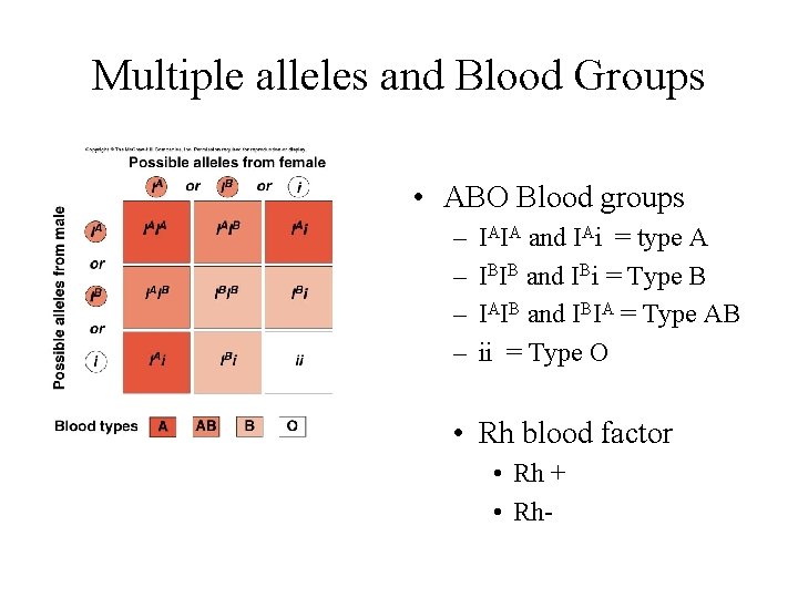 Multiple alleles and Blood Groups • ABO Blood groups – – IAIA and IAi