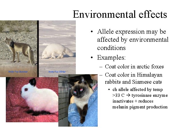 Environmental effects • Allele expression may be affected by environmental conditions • Examples: –