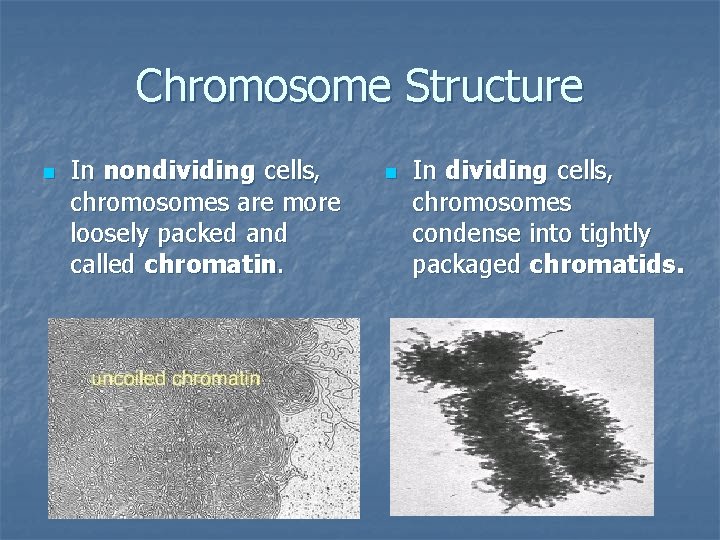 Chromosome Structure n In nondividing cells, chromosomes are more loosely packed and called chromatin.