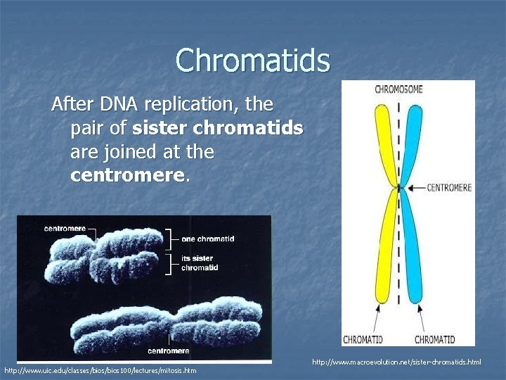 Chromatids After DNA replication, the pair of sister chromatids are joined at the centromere.