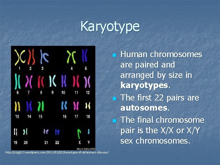 Karyotype n n n http: //scigjt 13. wordpress. com/2011/03/02/karyotype-of-alzheimers-disease/ Human chromosomes are paired and