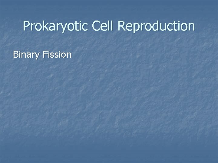 Prokaryotic Cell Reproduction Binary Fission 