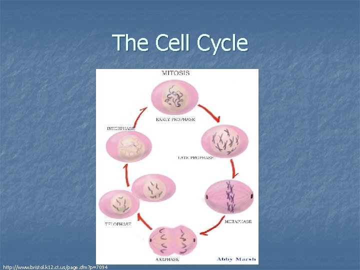 The Cell Cycle http: //www. bristol. k 12. ct. us/page. cfm? p=7094 