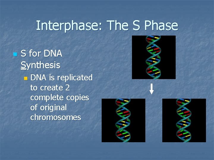 Interphase: The S Phase n S for DNA Synthesis n DNA is replicated to