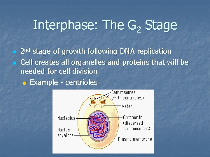 Interphase: The G 2 Stage n n 2 nd stage of growth following DNA