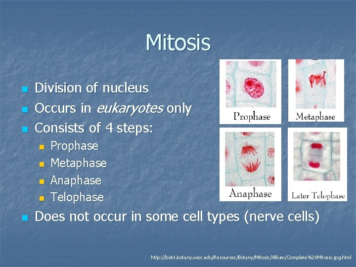 Mitosis n n n Division of nucleus Occurs in eukaryotes only Consists of 4