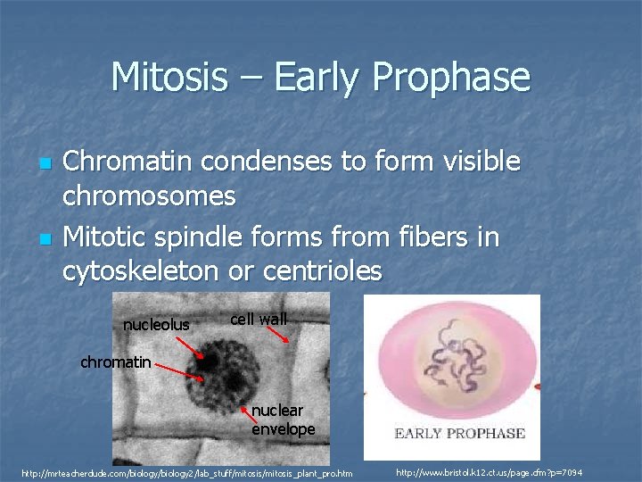 Mitosis – Early Prophase n n Chromatin condenses to form visible chromosomes Mitotic spindle