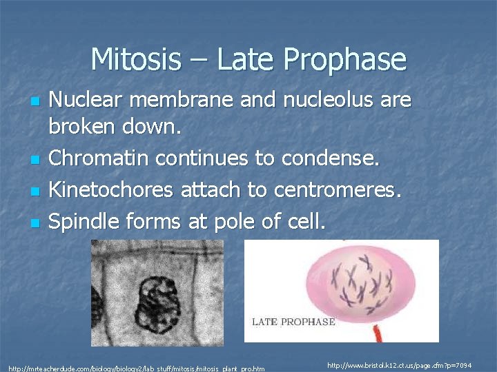 Mitosis – Late Prophase n n Nuclear membrane and nucleolus are broken down. Chromatin