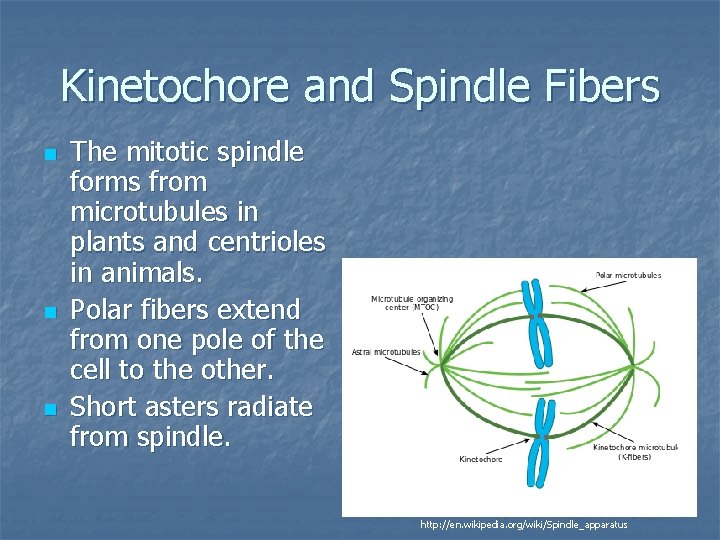 Kinetochore and Spindle Fibers n n n The mitotic spindle forms from microtubules in