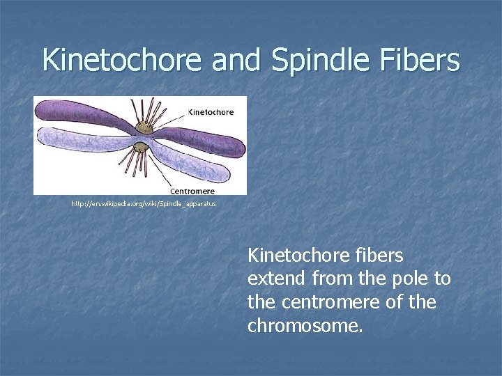 Kinetochore and Spindle Fibers http: //en. wikipedia. org/wiki/Spindle_apparatus Kinetochore fibers extend from the pole