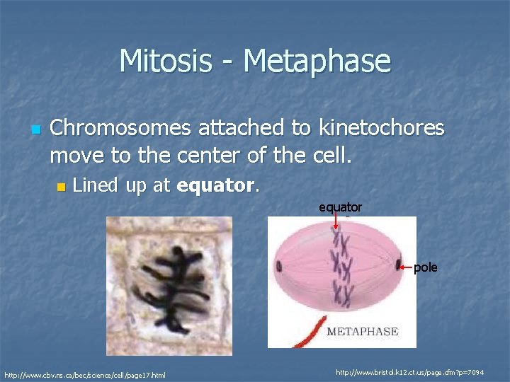 Mitosis - Metaphase n Chromosomes attached to kinetochores move to the center of the