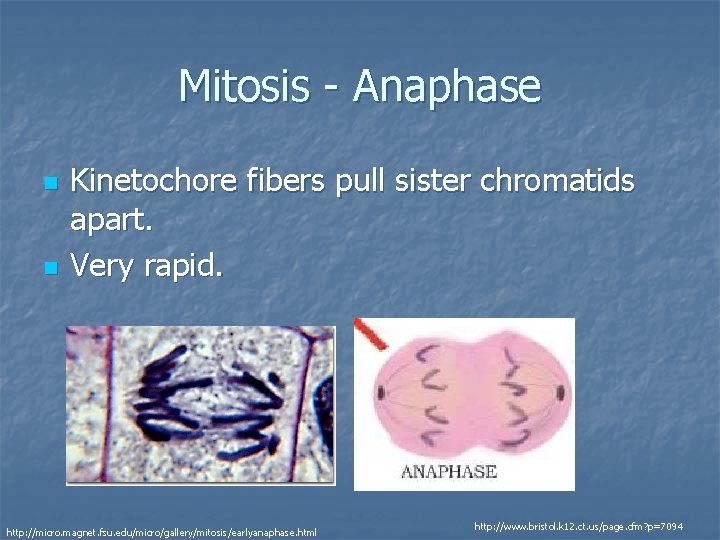 Mitosis - Anaphase n n Kinetochore fibers pull sister chromatids apart. Very rapid. http: