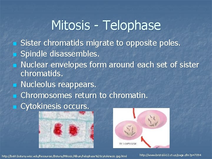 Mitosis - Telophase n n n Sister chromatids migrate to opposite poles. Spindle disassembles.