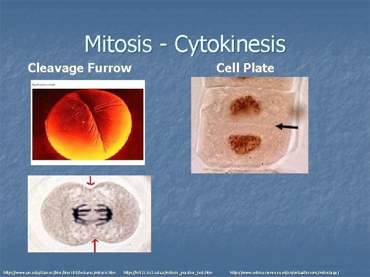 Mitosis - Cytokinesis Cleavage Furrow http: //www. uic. edu/classes/bios 100/lectures/mitosis. htm http: //kr 021.