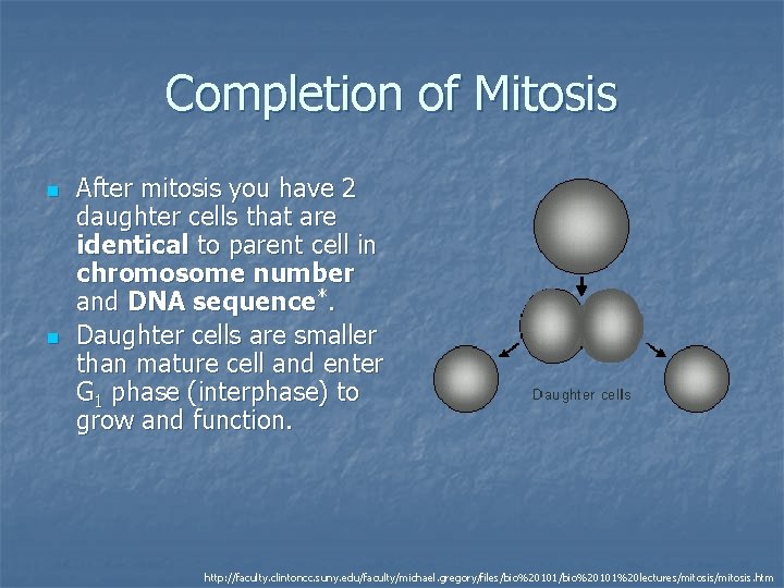 Completion of Mitosis n n After mitosis you have 2 daughter cells that are