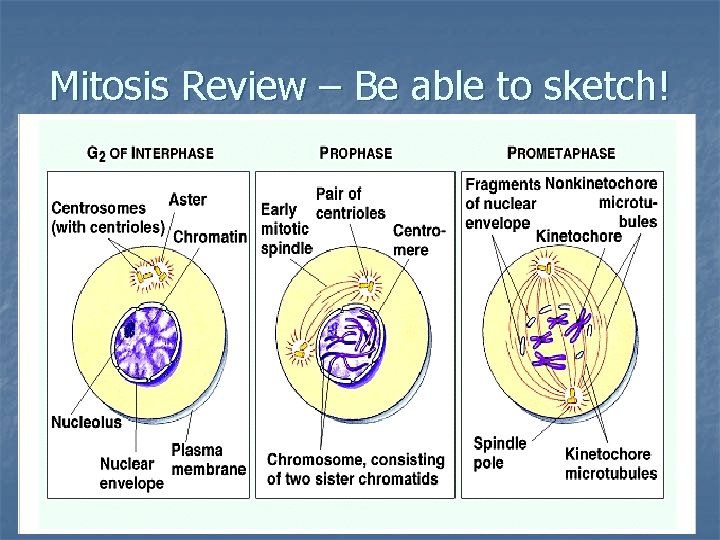 Mitosis Review – Be able to sketch! 